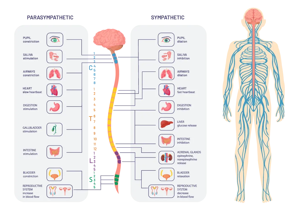 Diagram of the parasympathetic and sympathetic nervous systems