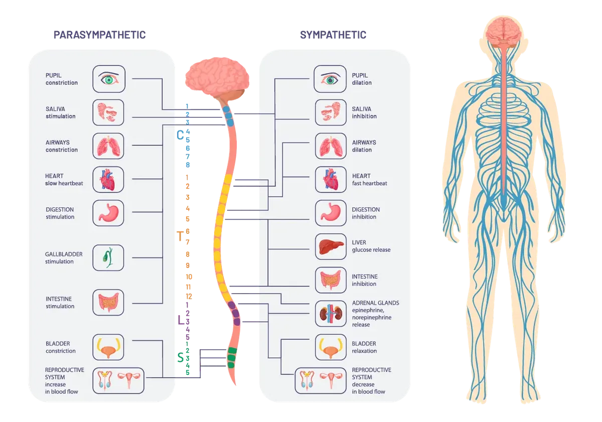 Diagram of the two branches of the autonomic nervous system